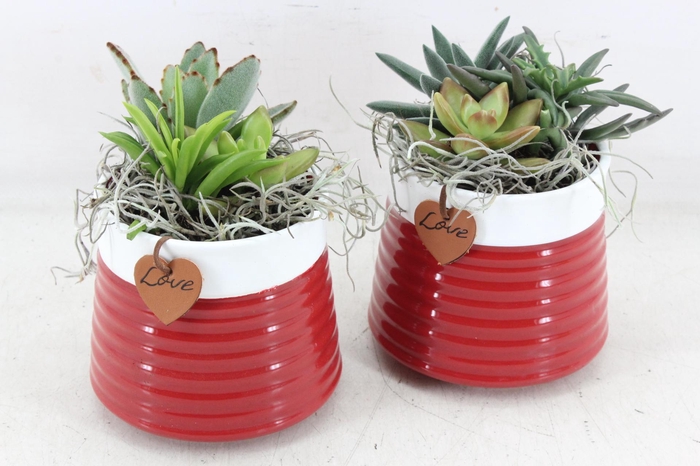 <h4>arr2 JS - Succu. Ker. red pot x6</h4>