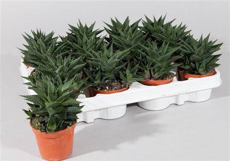 Hawo Limifolia