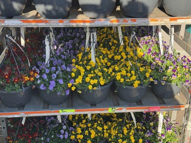 <h4>VIO CO END GEM</h4>