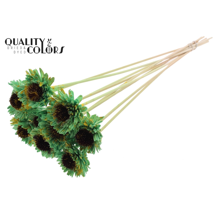 <h4>Shola Daisy Sunflower 6cm on stem Splashed Mint/Yellow</h4>
