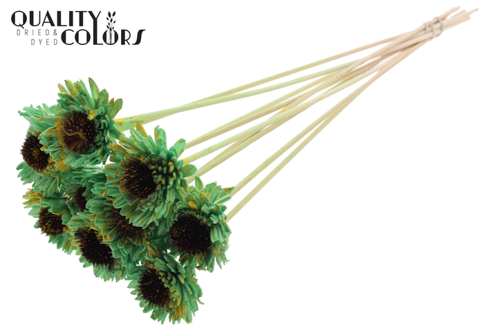 Shola Daisy Sunflower 6cm on stem Splashed Mint/Yellow