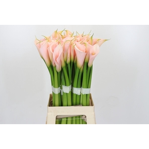 Zantedeschia Eydolls Salmon