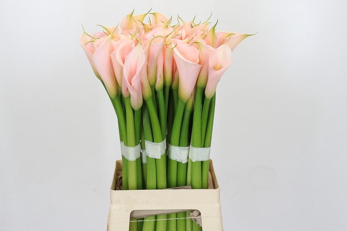 <h4>Zantedeschia Eydolls Salmon</h4>