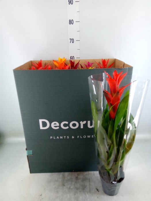 <h4>Guzmania ...mix</h4>