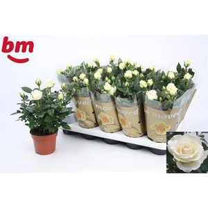 ROSA WHITE BEAU MONDE P12