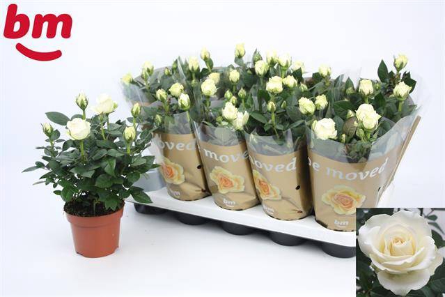 <h4>ROSA WHITE BEAU MONDE P12</h4>
