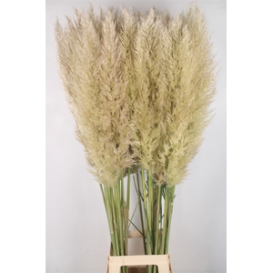 Cortaderia Se Evita