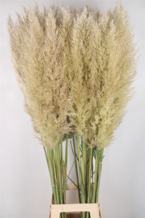 Cortaderia Se Evita