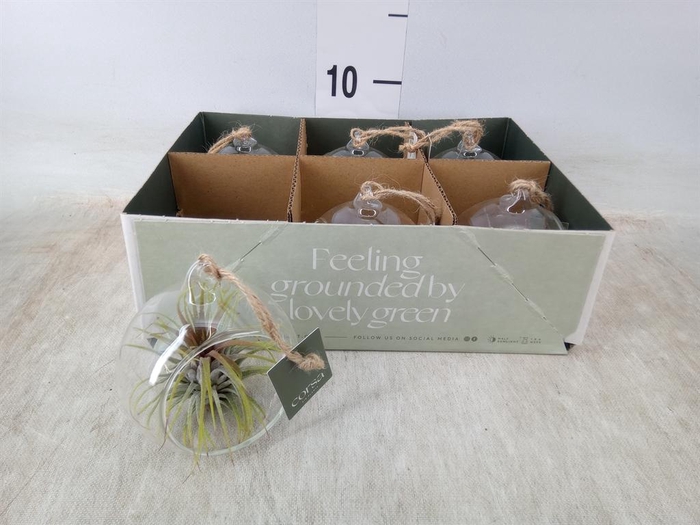 <h4>Arr.  Tillandsia L%</h4>