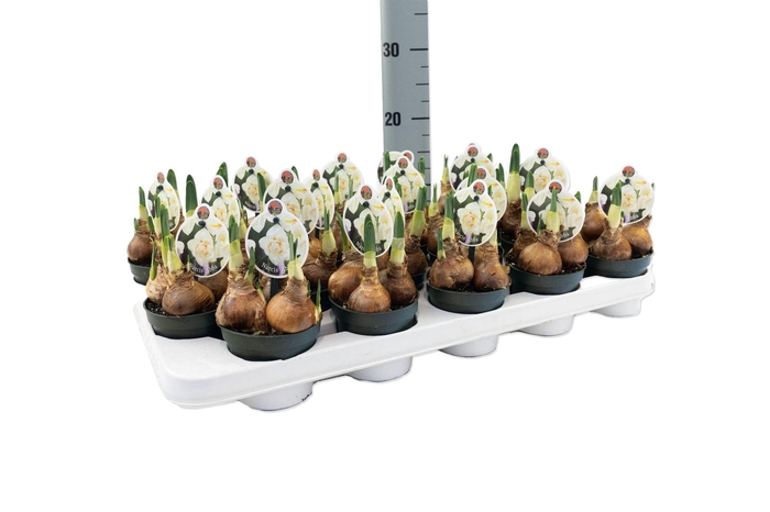 <h4>Narcissus DU 'Abba'</h4>