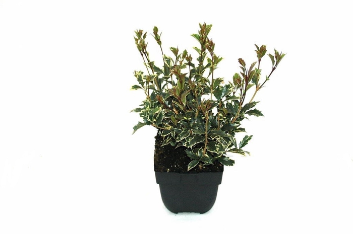 <h4>Osmanthus heterophyllus Variegatus</h4>