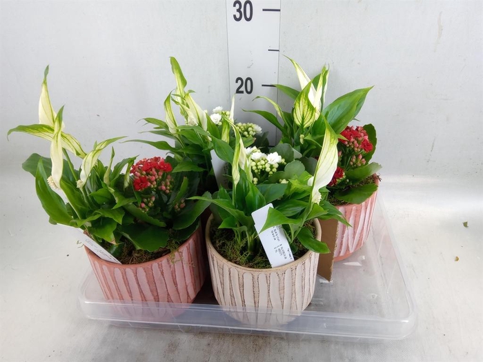 <h4>Arr. Planten L%</h4>