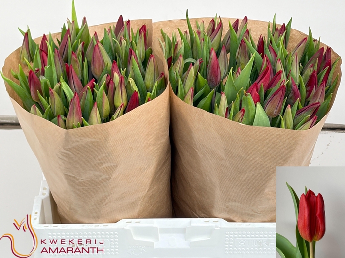 <h4>TU EN STRONG LOVE</h4>