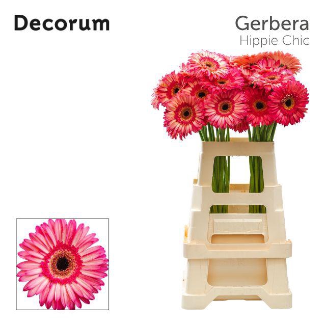 <h4>Gerbera Hippie chic Water x40 Lang</h4>