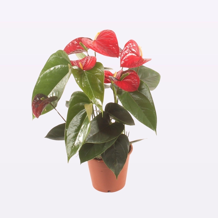 <h4>ANTHU A JAMBO RED</h4>