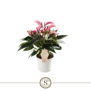 Anthurium Zizou