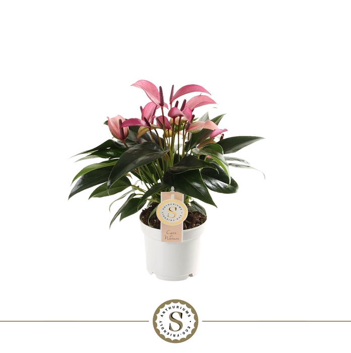 <h4>Anthurium Zizou</h4>
