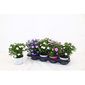 ASTER D ALPHA PINK