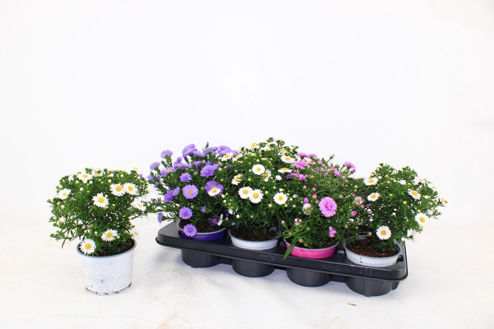 <h4>ASTER D ALPHA PINK</h4>