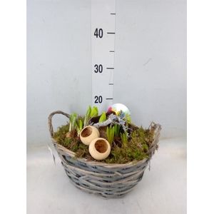 Arr.   Bol/Knolgewas L%