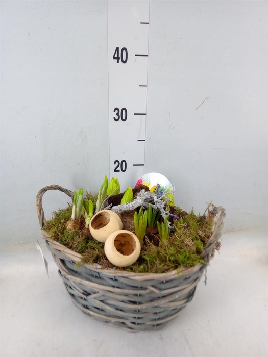 <h4>Arr.   Bol/Knolgewas L%</h4>