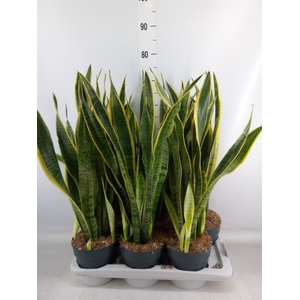 Sansevieria trifa. 'Laurentii'