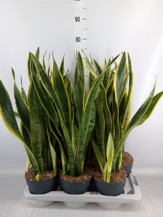 <h4>Sansevieria trifa. 'Laurentii'</h4>