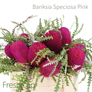 Banksia Speciosa Pink