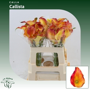 Calla Callista
