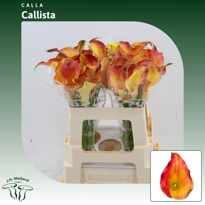 <h4>Calla Callista</h4>