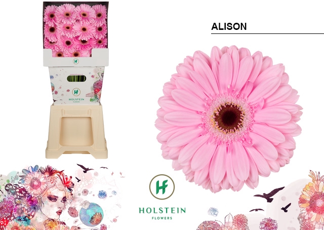 <h4>Gerbera Alison Diamond</h4>