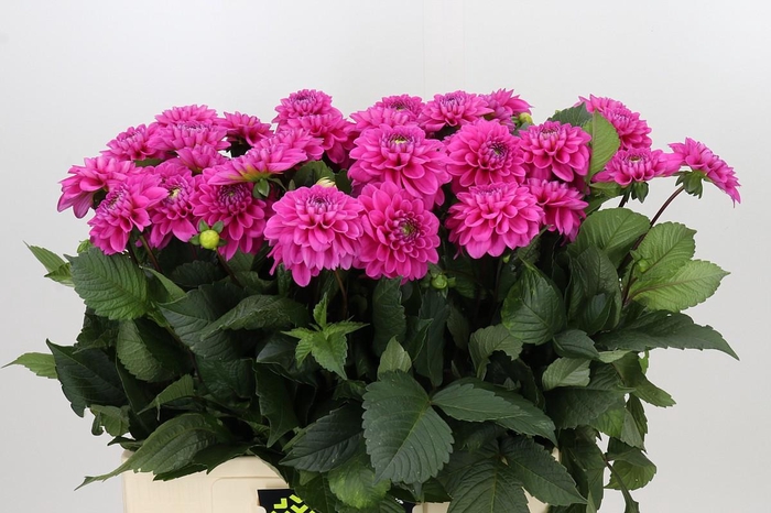 <h4>Dahlia Happy Hour</h4>