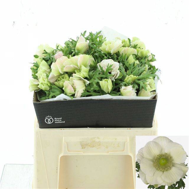 <h4>ANEM CO MIS + WHITE</h4>