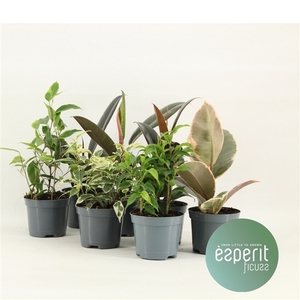 Ficus Ficuss Mix 5-7 srt.