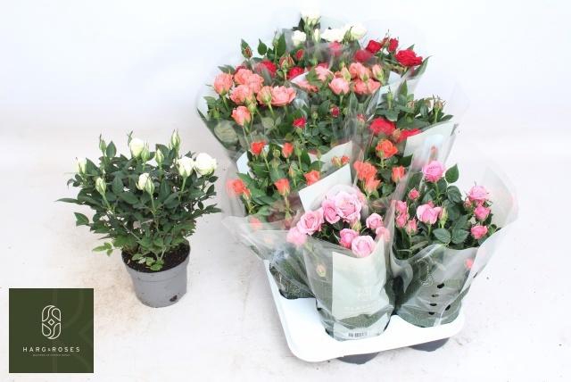 <h4>RO KORDANA GEM 5 SRT</h4>