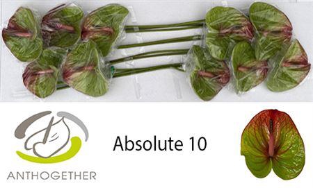 <h4>Anth A Absolute 10</h4>