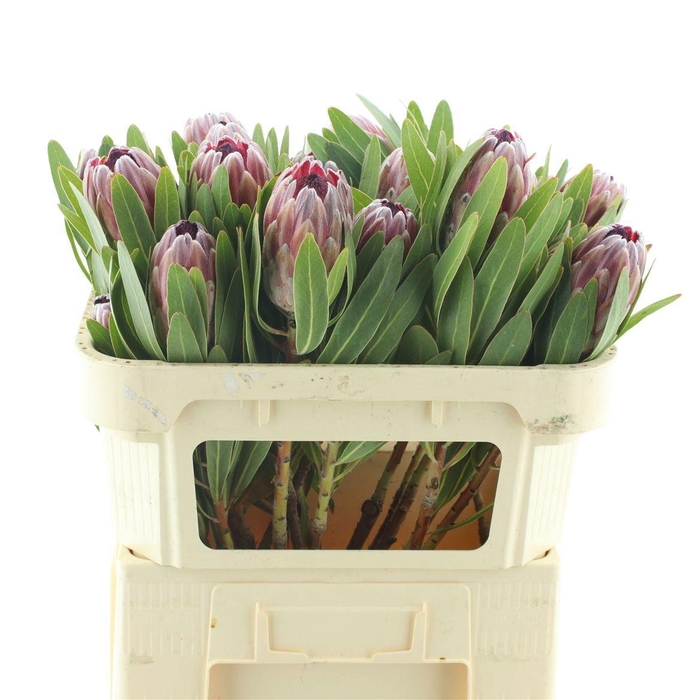 <h4>PROTEA PINK ICE</h4>