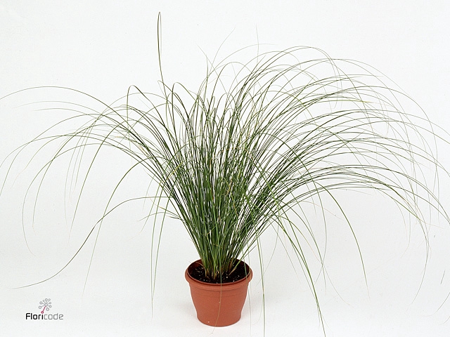 Carex morrowii