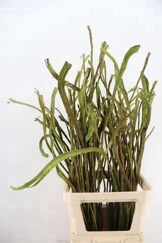 <h4>SALIX SEKKA BANDWILG</h4>