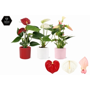 Anthurium 6 cm 3 color mix in Eva love ceramics