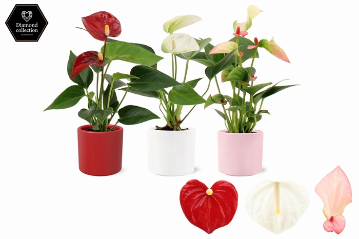 <h4>Anthurium 6 cm 3 color mix in Eva love ceramics</h4>