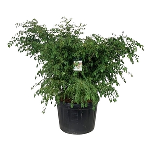 Euonymus alatus