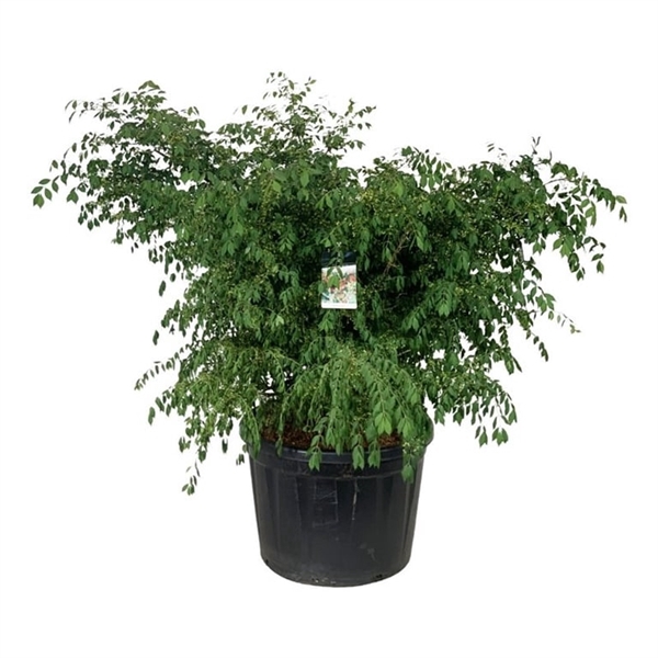 <h4>Euonymus alatus</h4>