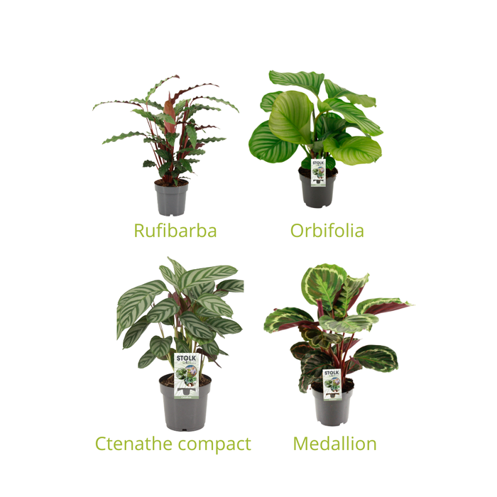 <h4>Calathea 12cm gemengd 4/5 soorten</h4>