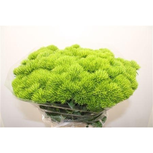 Di Barb Kiwi Mellow 70cm