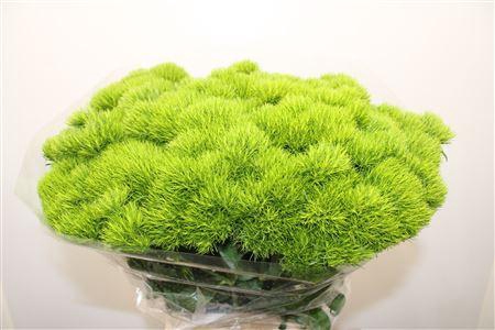 <h4>Di Barb Kiwi Mellow 70cm</h4>