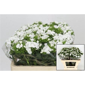 Di Barb Duke White Bre X50