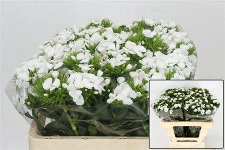 <h4>Di Barb Duke White Bre X50</h4>