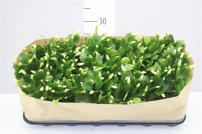 <h4>Schlumbergera Wit</h4>