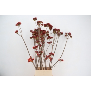 RHODO. NEW RED 140CM